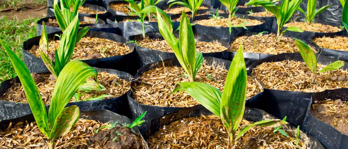 green plants growing